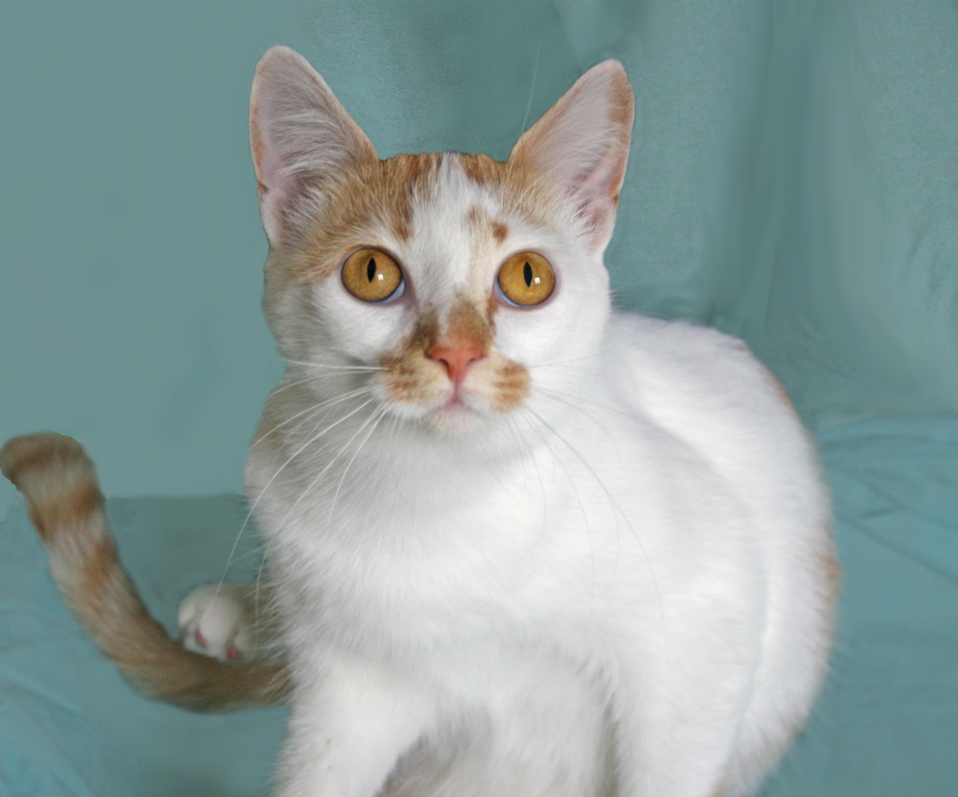 Enlarge Umolli, a Adoptable Tabby in Victoria, MN image 2/4