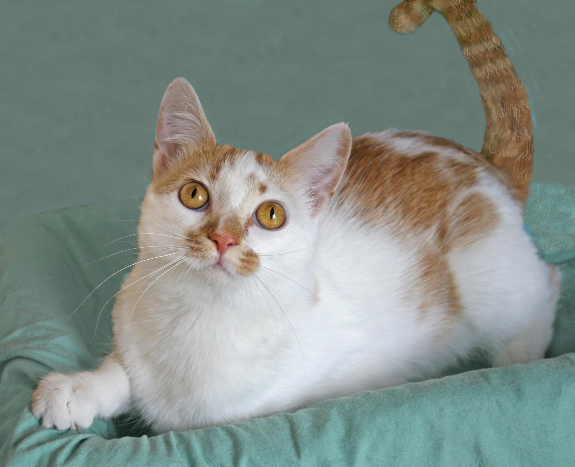 Enlarge Umolli, a Adoptable Tabby in Victoria, MN image 4/4