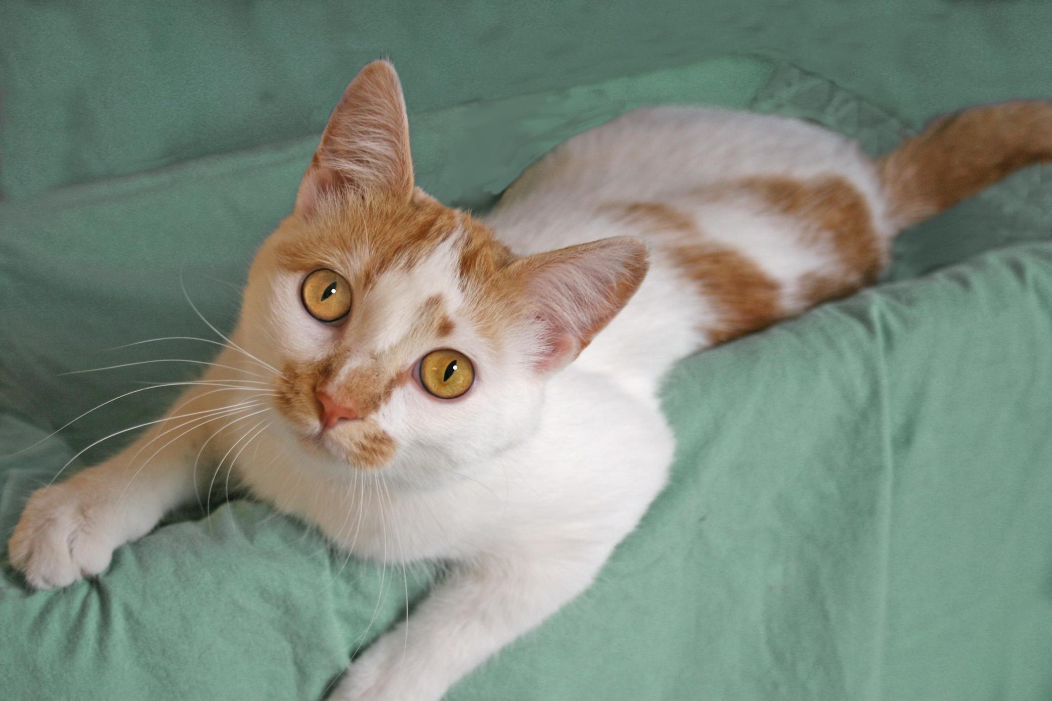 Enlarge Umolli, a Adoptable Tabby in Victoria, MN image 3/4