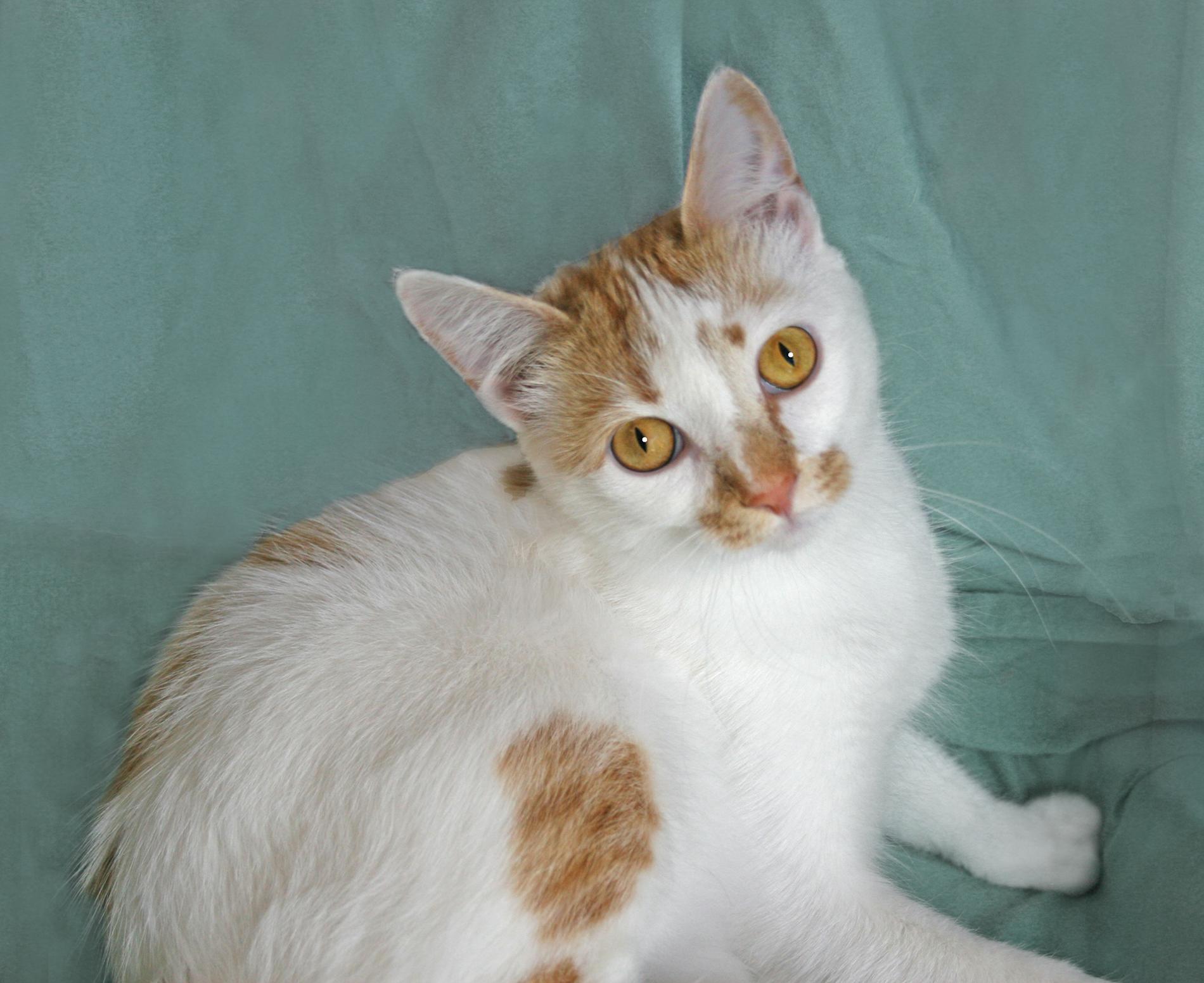 Umolli, Adoptable, Kitten Female Tabby.