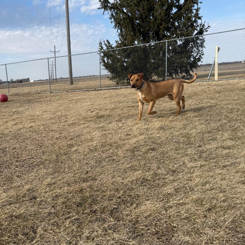 Joey, Adoptable, Young Male Mixed Breed.