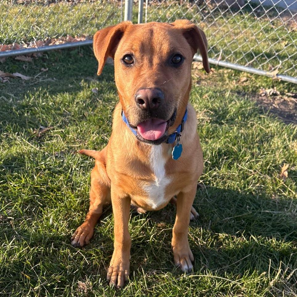 Joey, Adoptable, Young Male Mixed Breed.