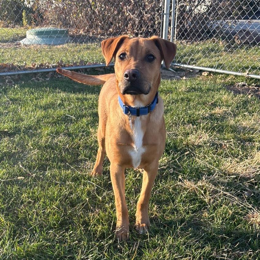 Joey, a Adoptable Mixed Breed in Pontiac, IL image 2/6