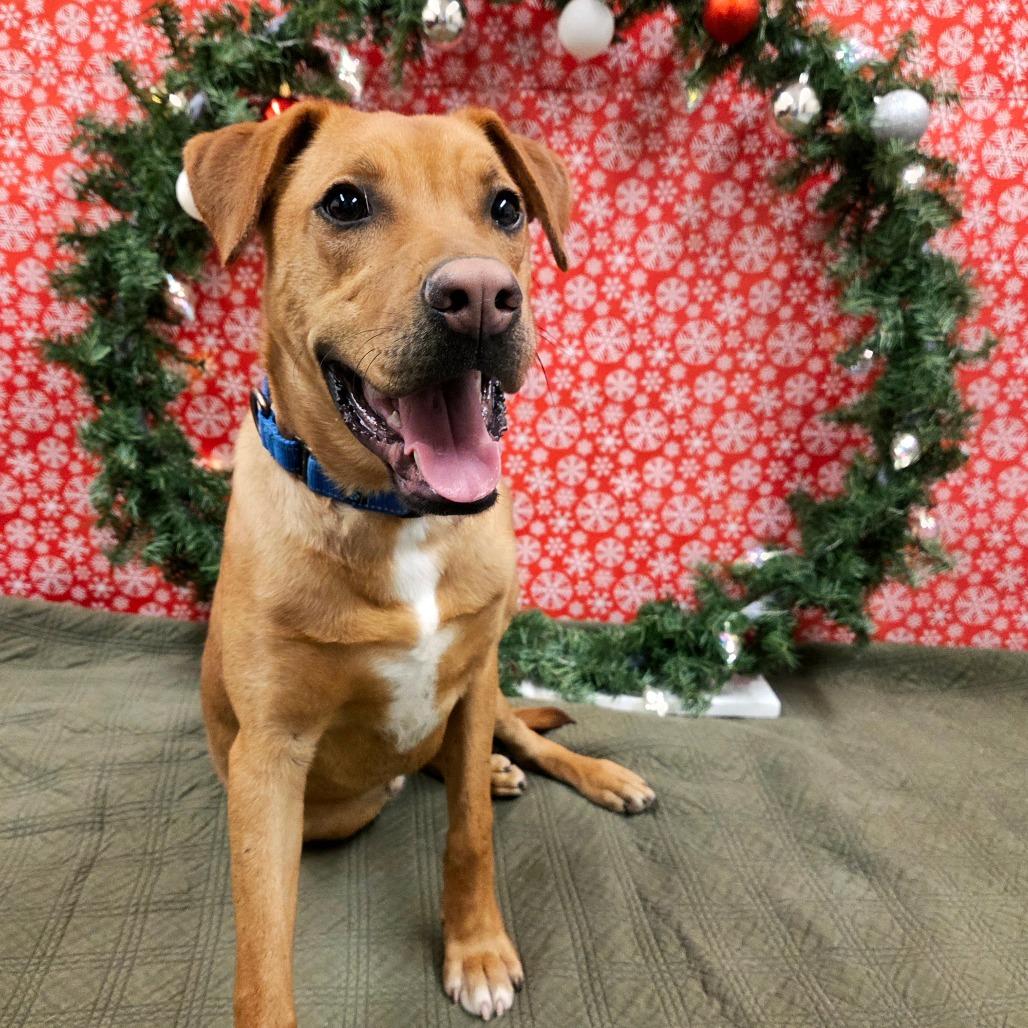 Joey, a Adoptable Mixed Breed in Pontiac, IL image 3/6