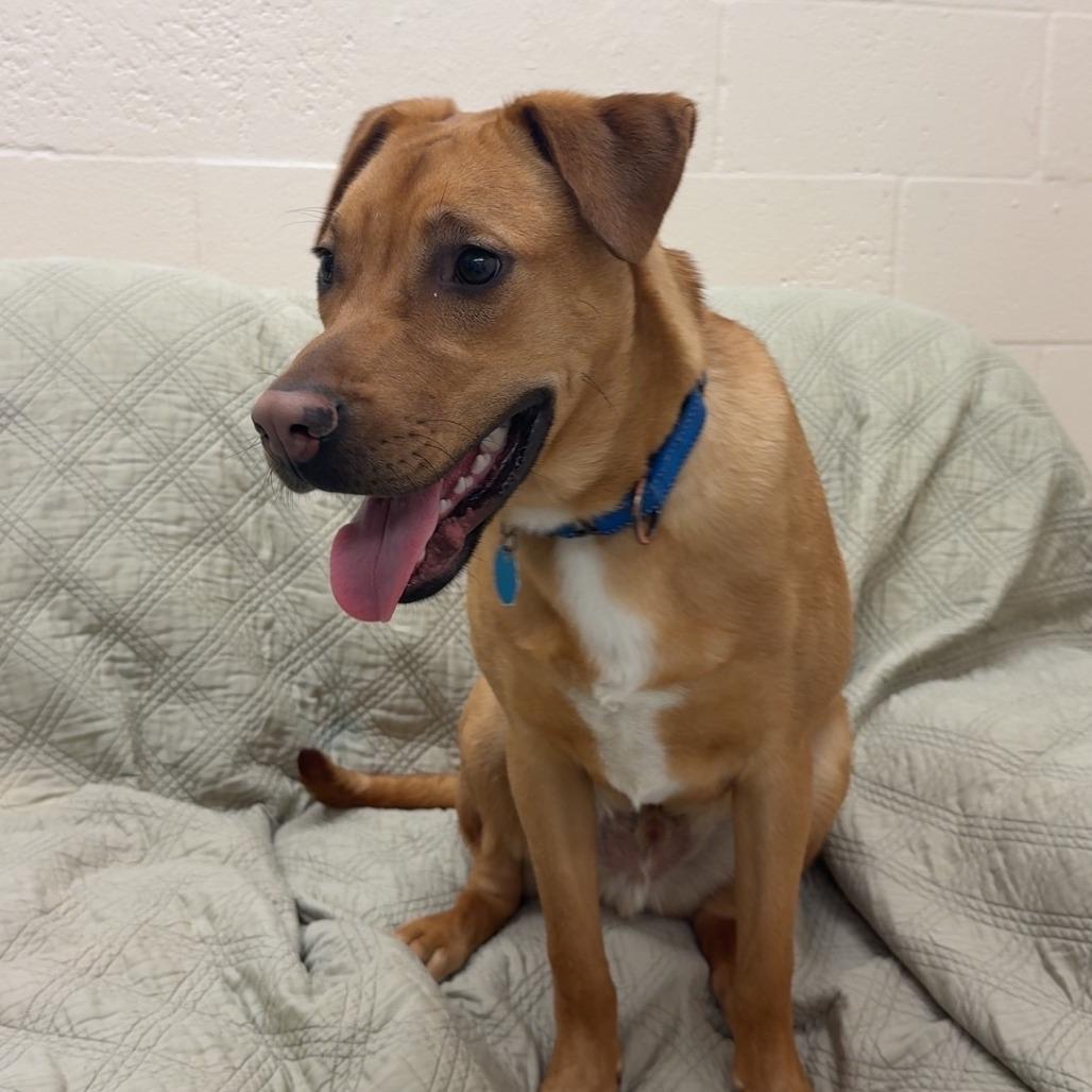 Enlarge Joey, a Adoptable Mixed Breed in Pontiac, IL image 1/6