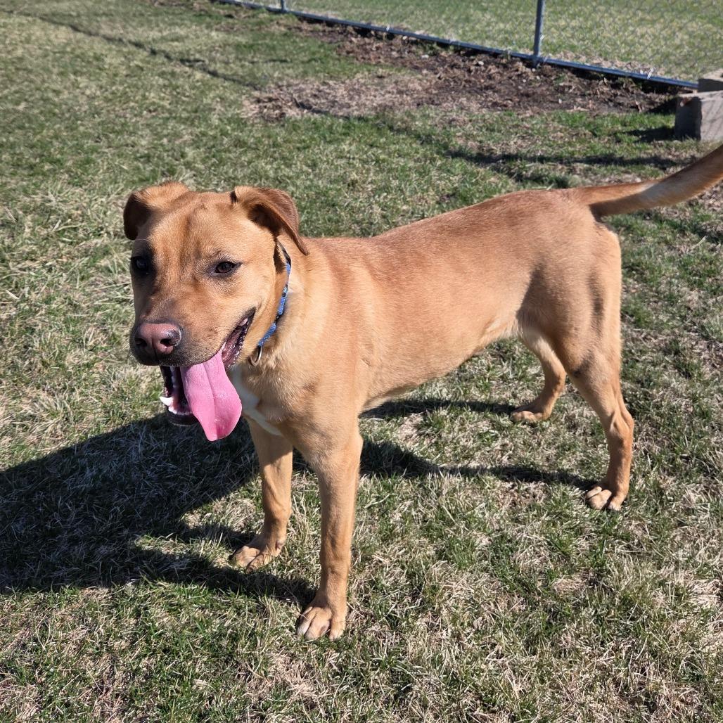 Enlarge Joey, a Adoptable Mixed Breed in Pontiac, IL image 2/6