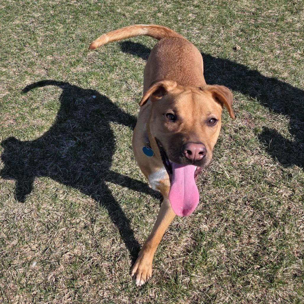 Enlarge Joey, a Adoptable Mixed Breed in Pontiac, IL image 3/6