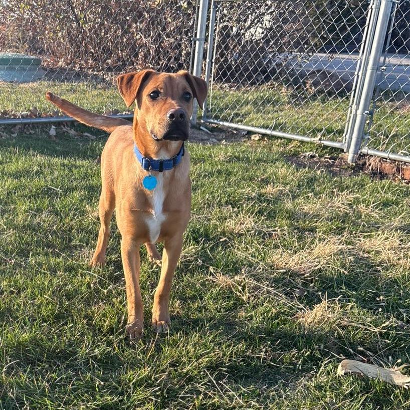 Joey, a Adoptable Mixed Breed in Pontiac, IL image 4/6