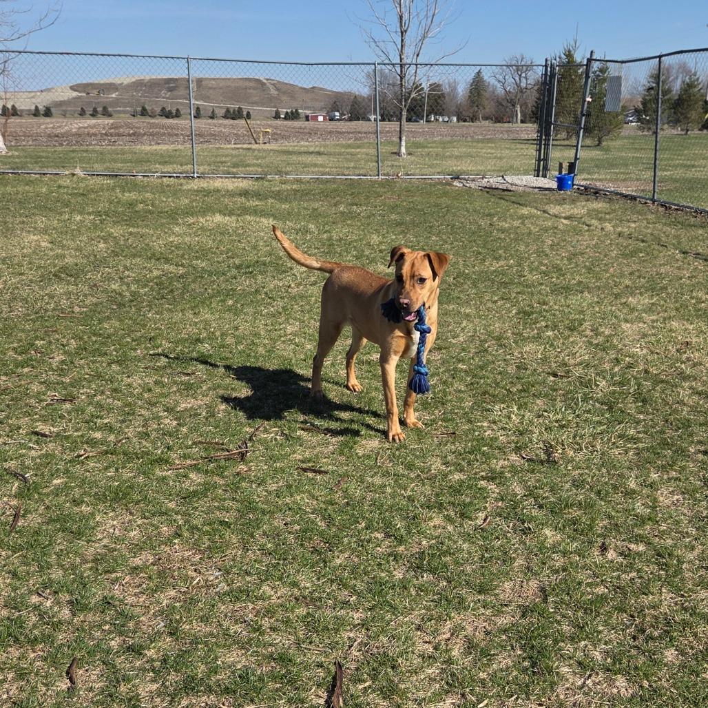 Enlarge Joey, a Adoptable Mixed Breed in Pontiac, IL image 4/6