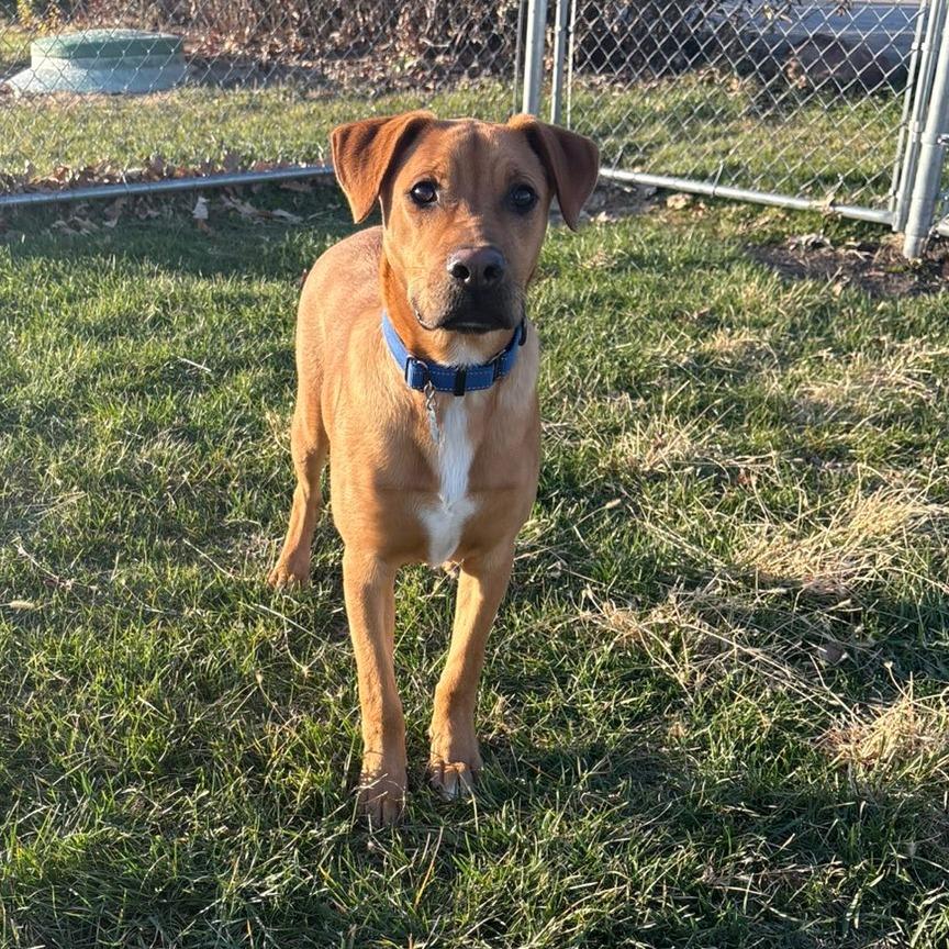 Joey, a Adoptable Mixed Breed in Pontiac, IL image 5/6