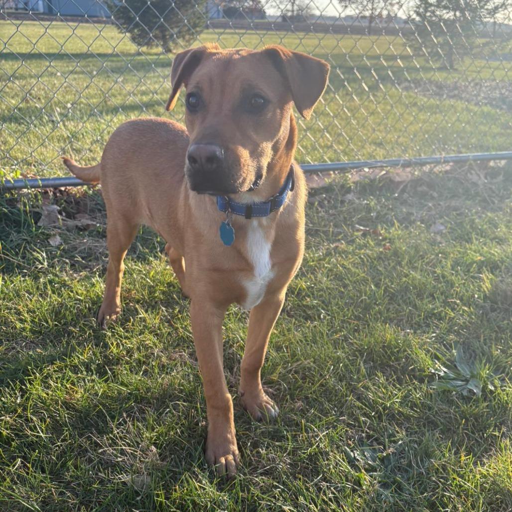 Joey, a Adoptable Mixed Breed in Pontiac, IL image 6/6