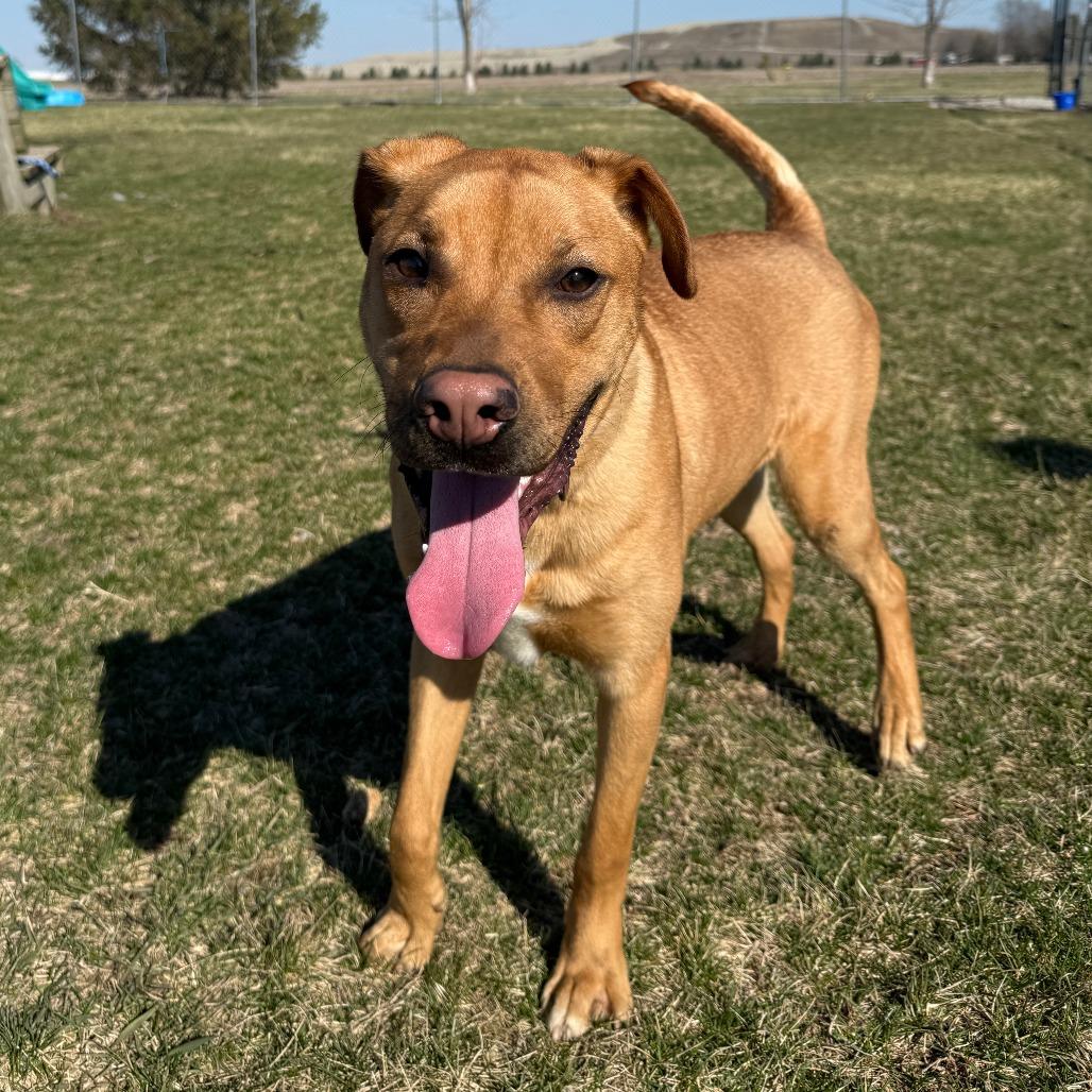 Enlarge Joey, a Adoptable Mixed Breed in Pontiac, IL image 5/6