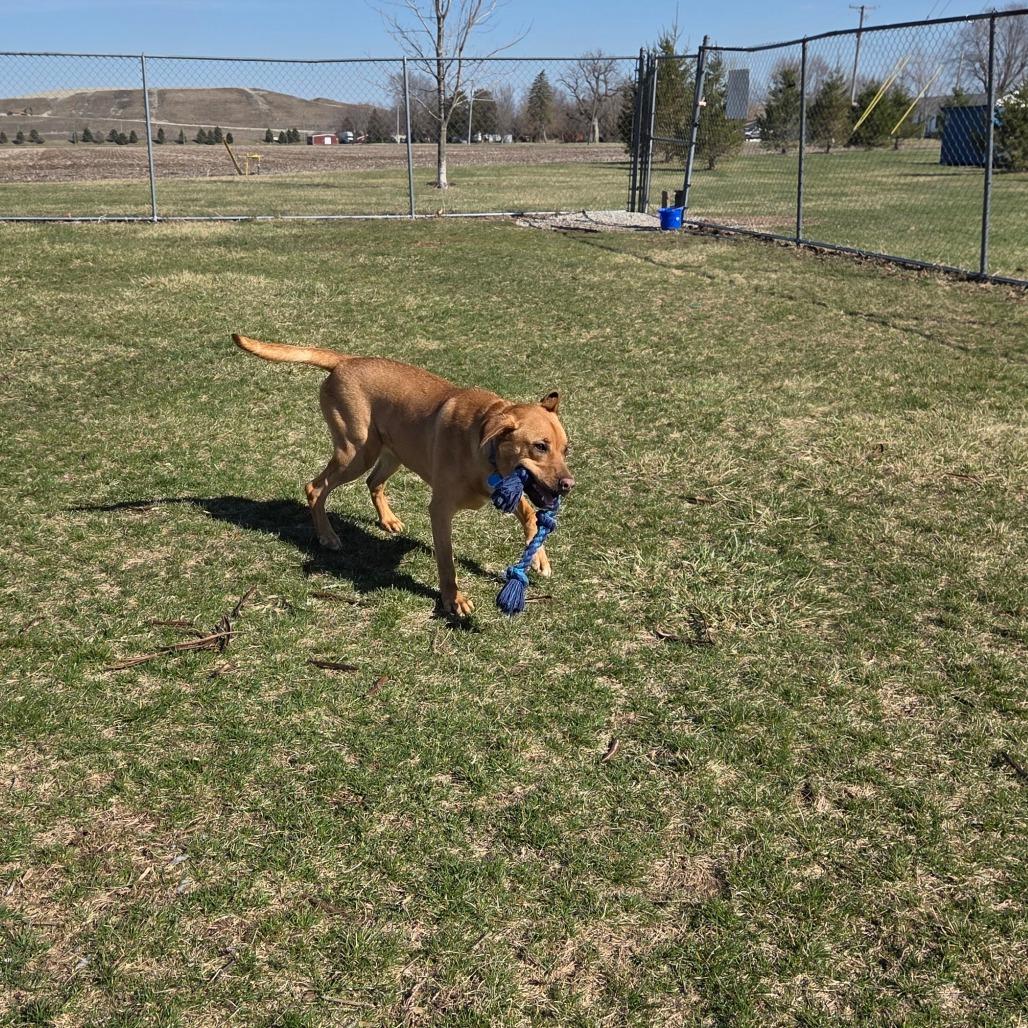 Enlarge Joey, a Adoptable Mixed Breed in Pontiac, IL image 6/6