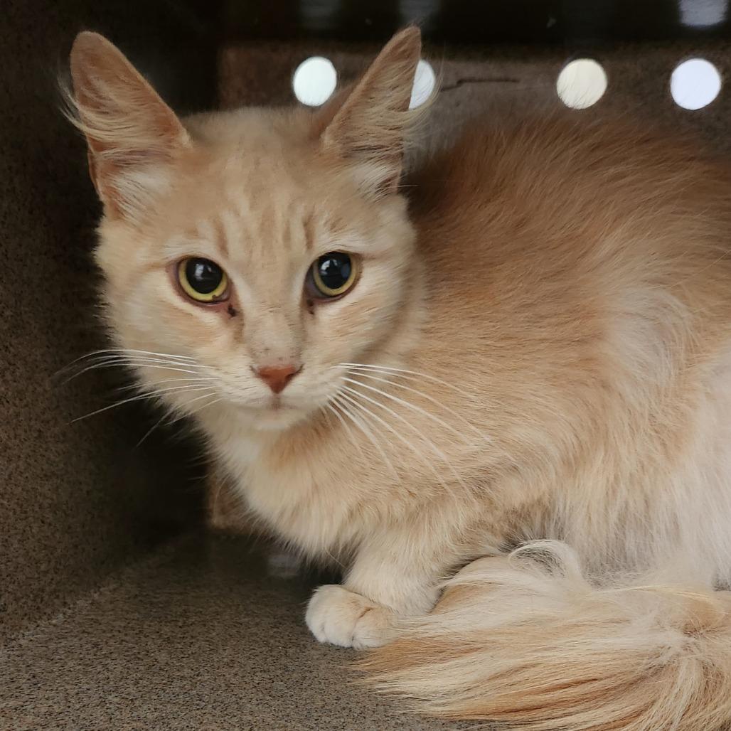 Dudley, Adoptable, Adult Male Domestic Medium Hair.