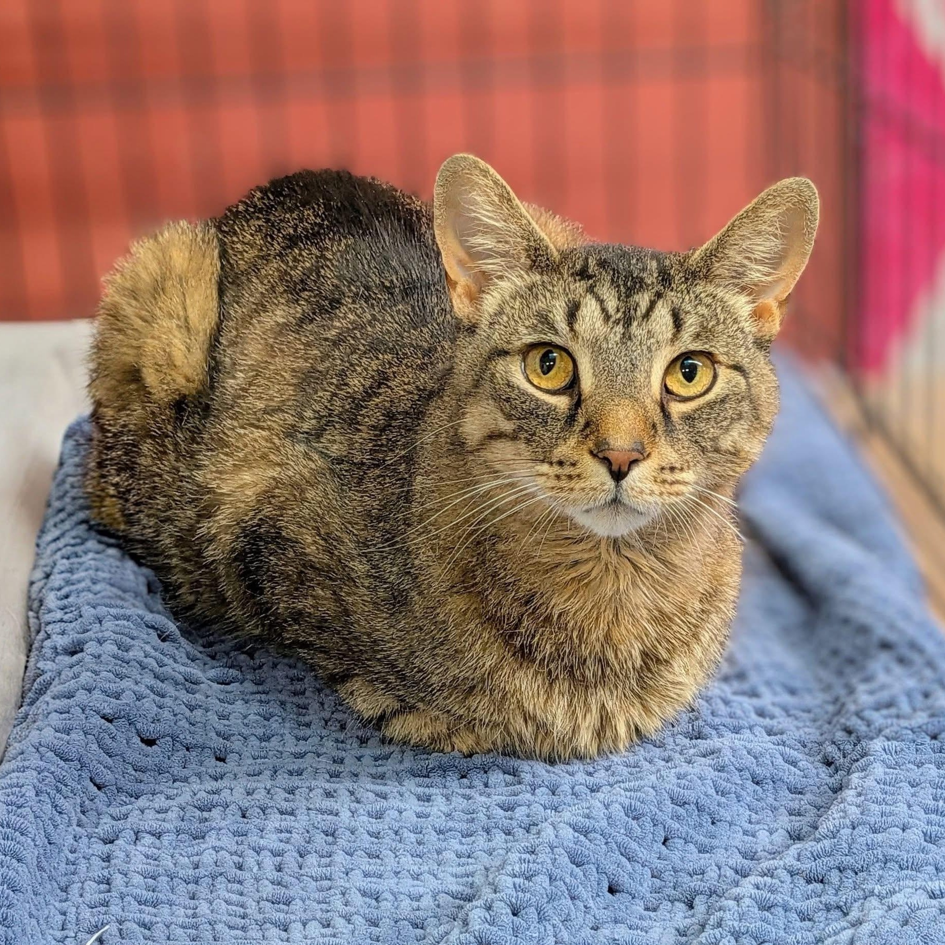 TAZ, a Adoptable Domestic Short Hair in Delhi, ON image 2/2