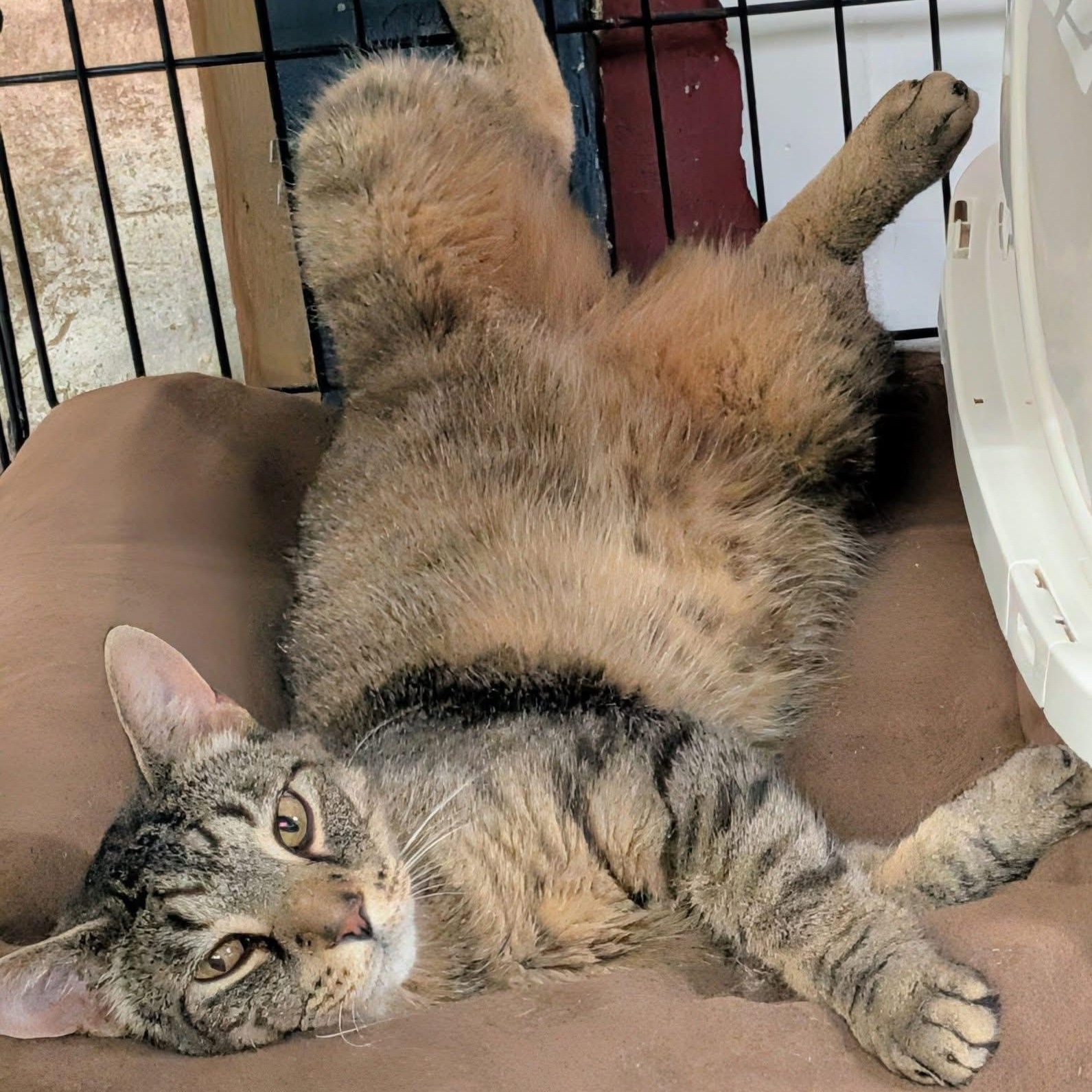 TAZ, Adoptable, Adult Male Domestic Short Hair.