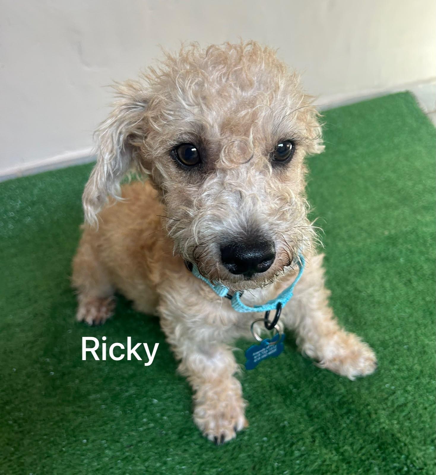 Ricky, an adopted mixed breed in San Ysidro, CA image 1/6