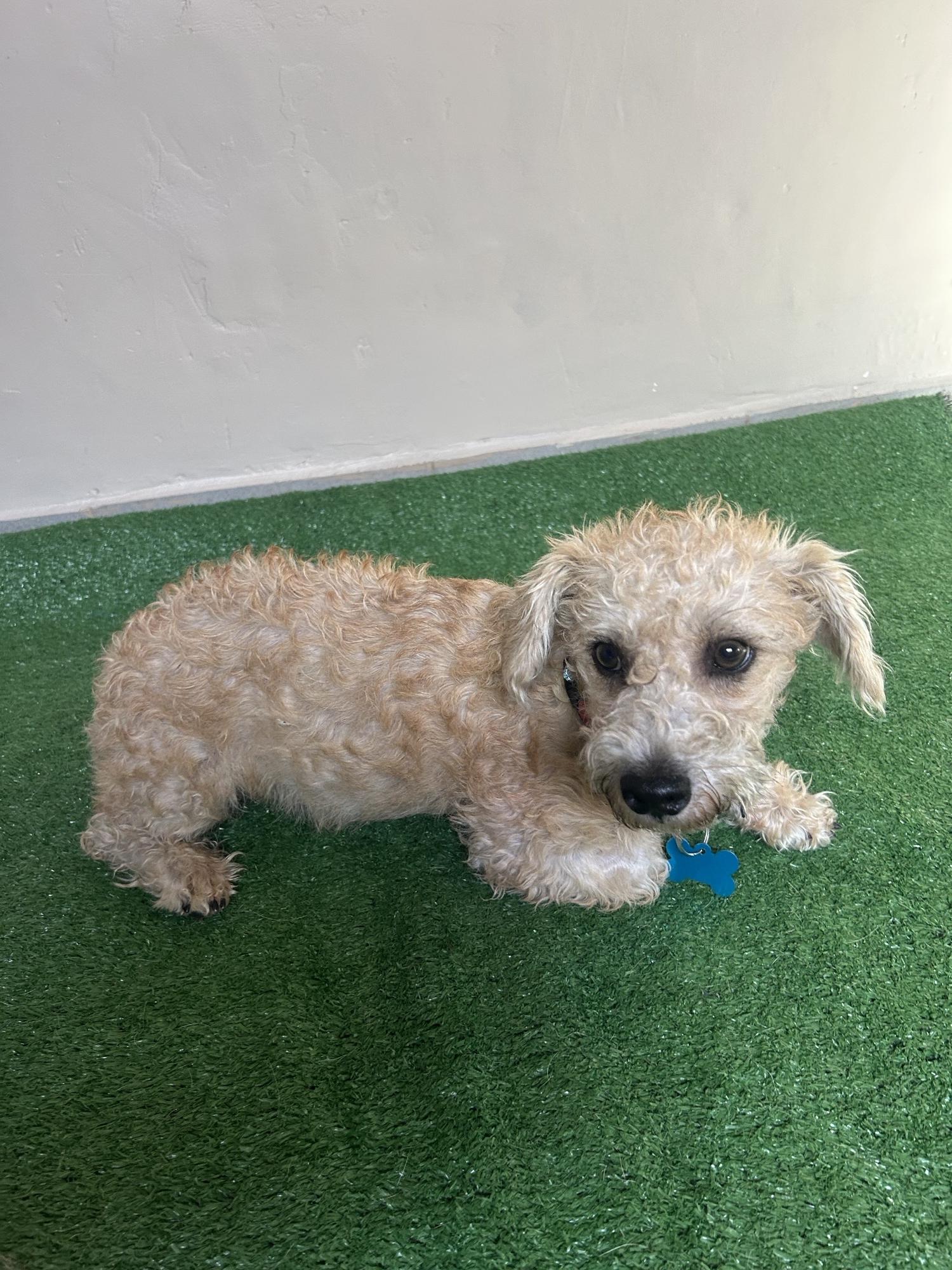 Ricky, an adopted mixed breed in San Ysidro, CA image 5/6