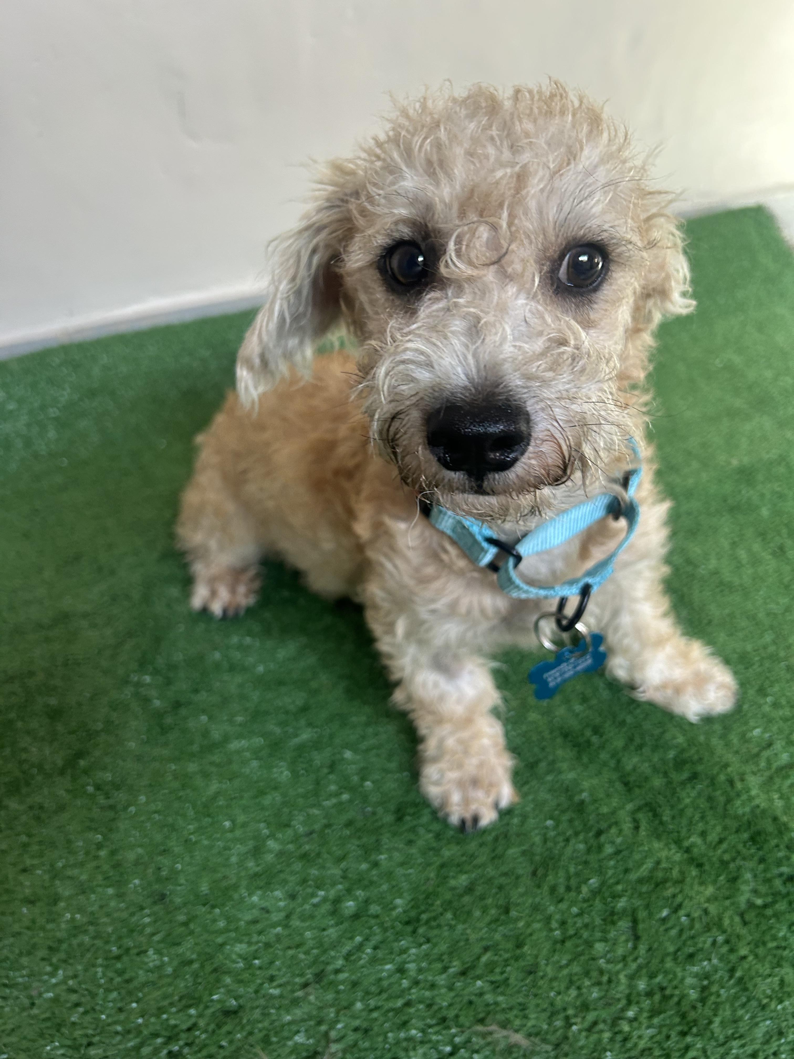 Ricky, an adopted mixed breed in San Ysidro, CA image 2/6