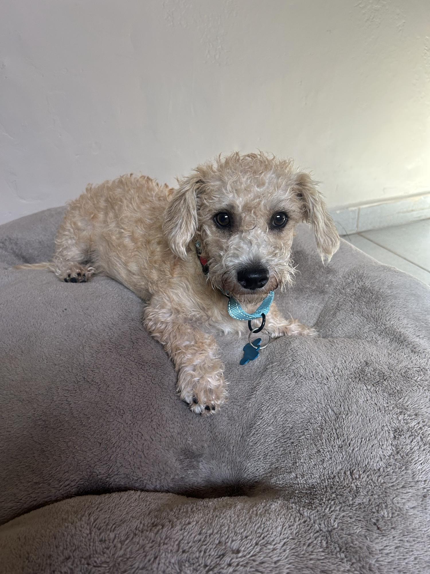Ricky, an adopted mixed breed in San Ysidro, CA image 3/6