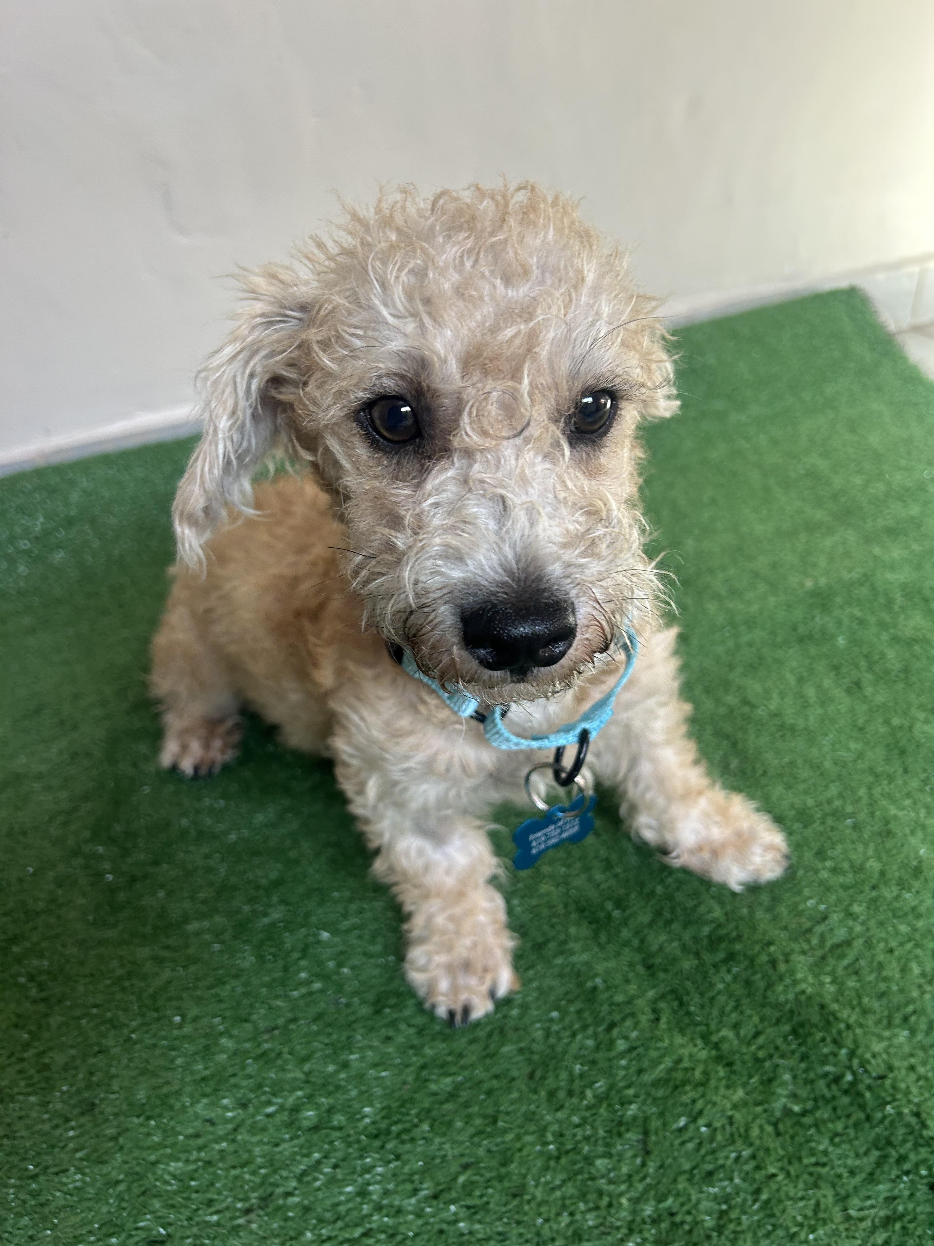 Ricky, an adopted mixed breed in San Ysidro, CA image 4/6
