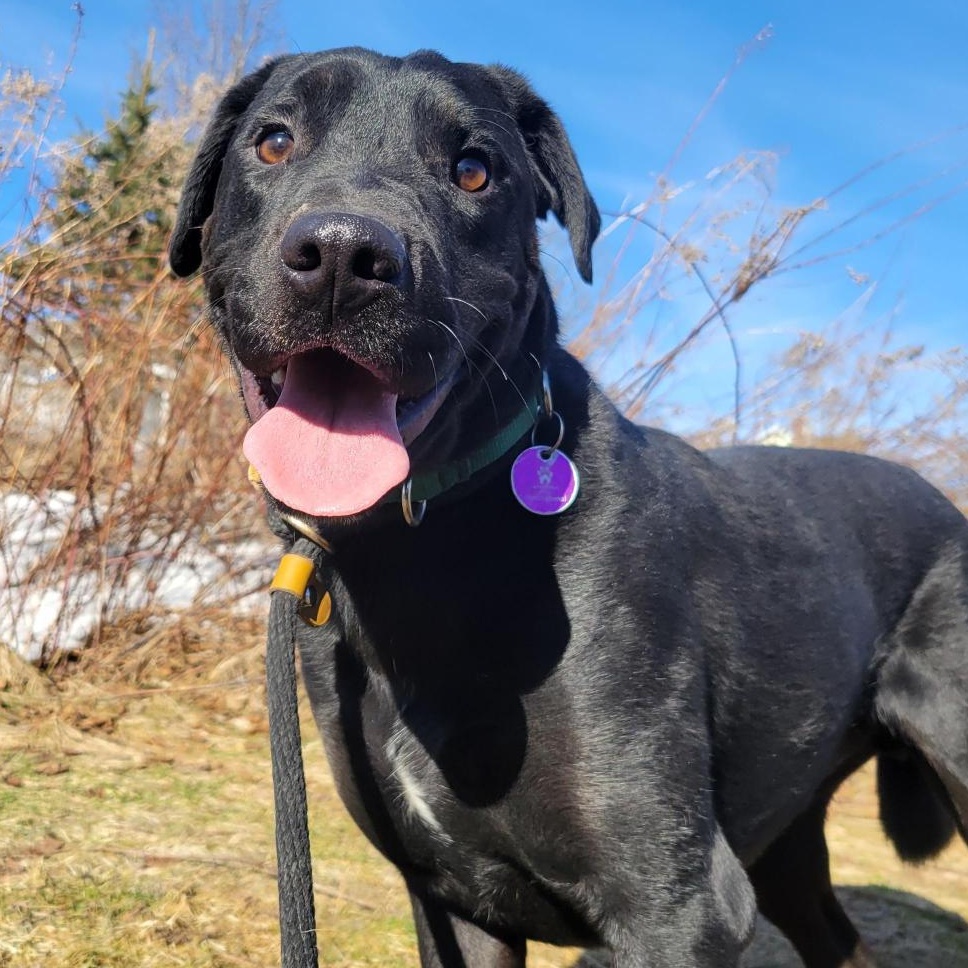 Poncho, adoptable, Adult Male Mixed Breed.
