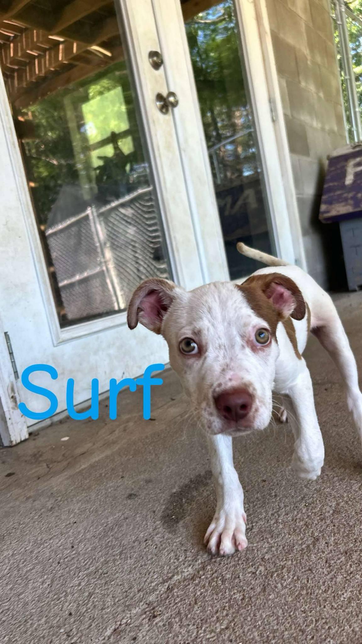 Surf