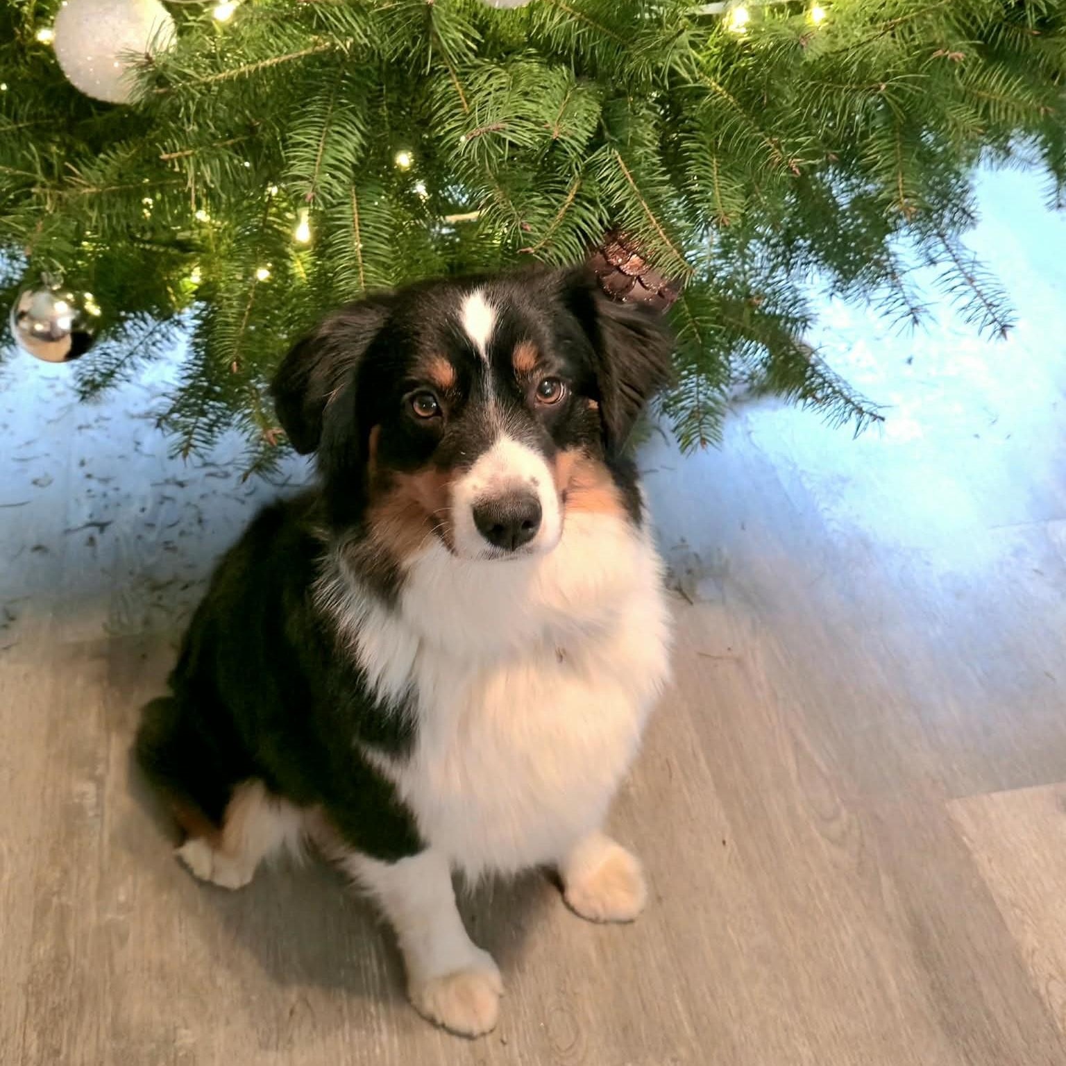 Enlarge Rare Raven, an adoptable Australian Shepherd in La Center, WA image 4/5