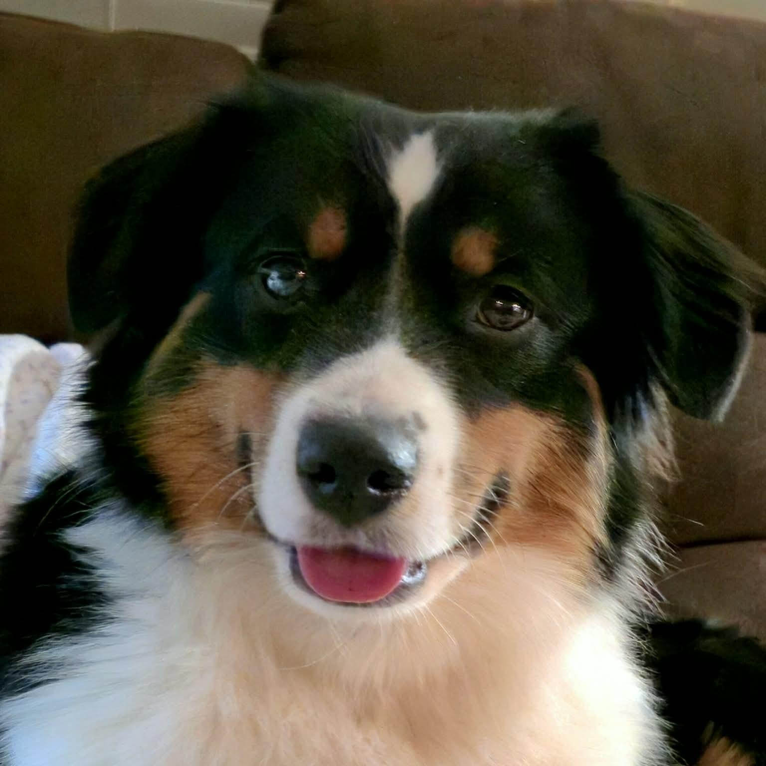 Enlarge Rare Raven, an adoptable Australian Shepherd in La Center, WA image 5/5