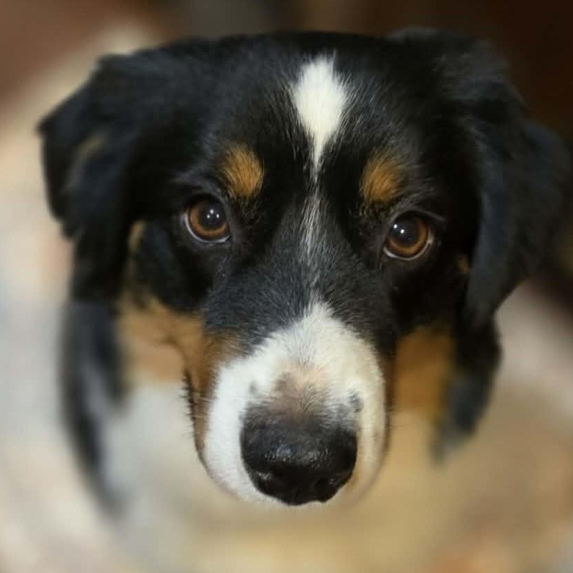 Enlarge Rare Raven, an adoptable Australian Shepherd in La Center, WA image 3/5
