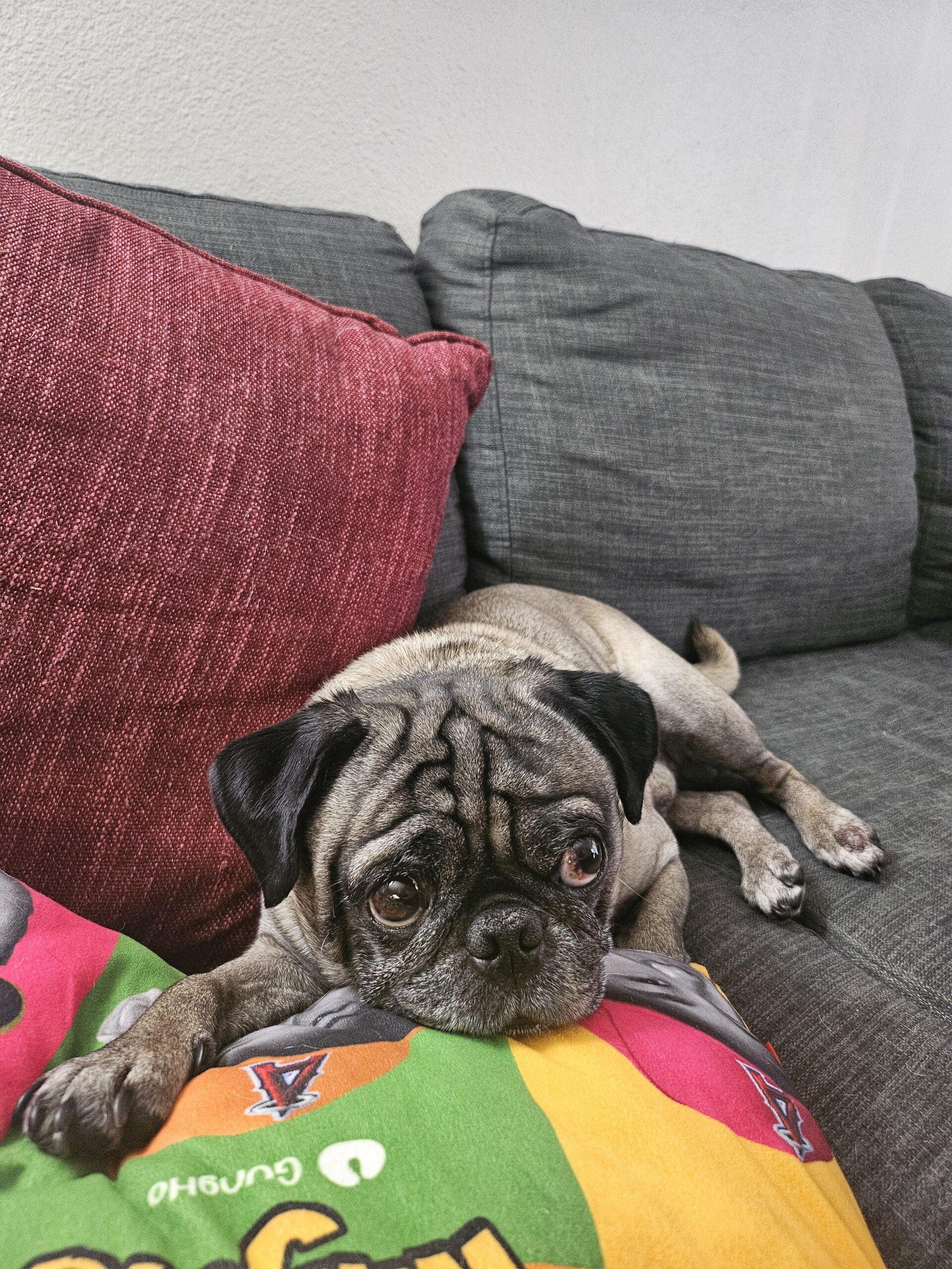 Pierre, Adoptable, Adult Male Pug.