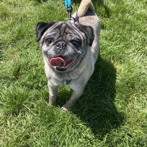 Pierre, a Adoptable Pug in Seattle, WA image 2/3