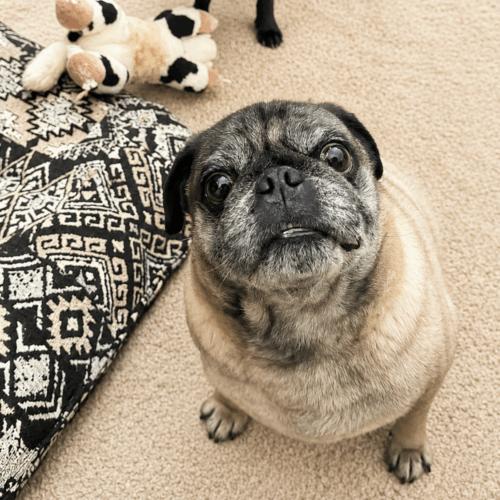 Pierre, a Adoptable Pug in Seattle, WA image 3/3