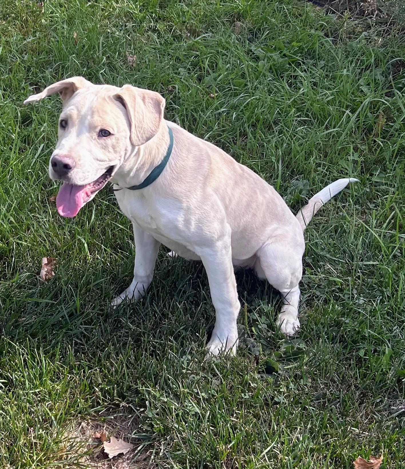 Enlarge Roman, a Adoptable mixed breed in Brainerd, MN image 3/6