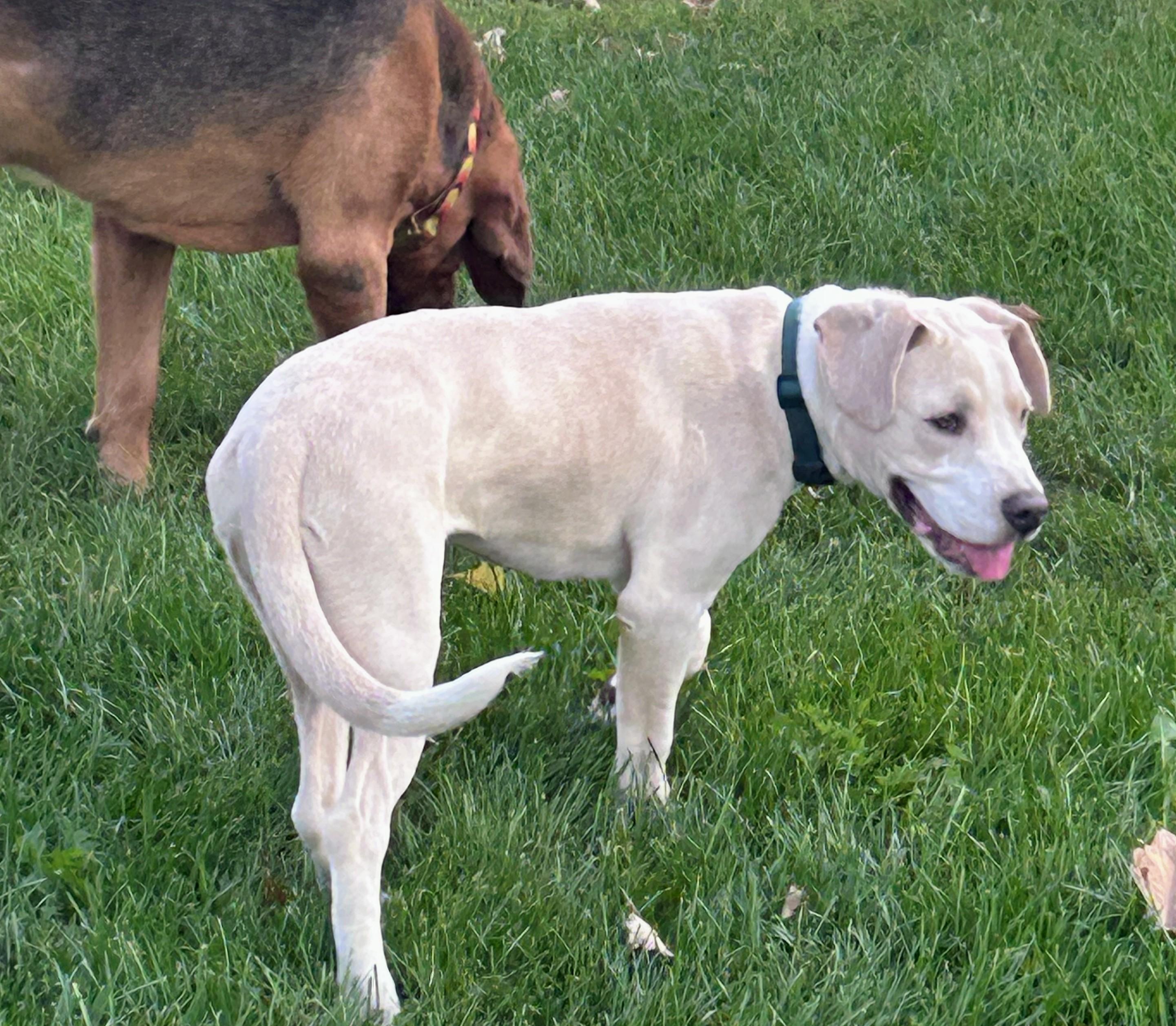 Enlarge Roman, a Adoptable mixed breed in Brainerd, MN image 5/6