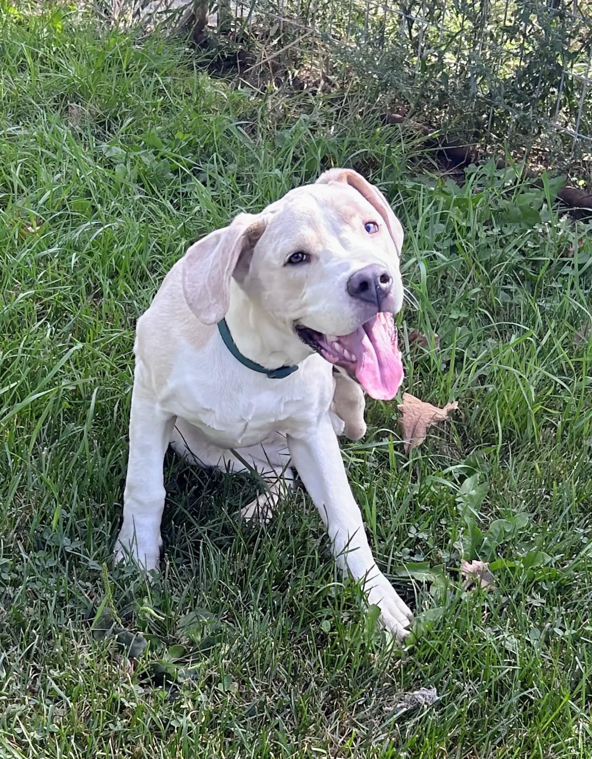 Enlarge Roman, a Adoptable mixed breed in Brainerd, MN image 6/6