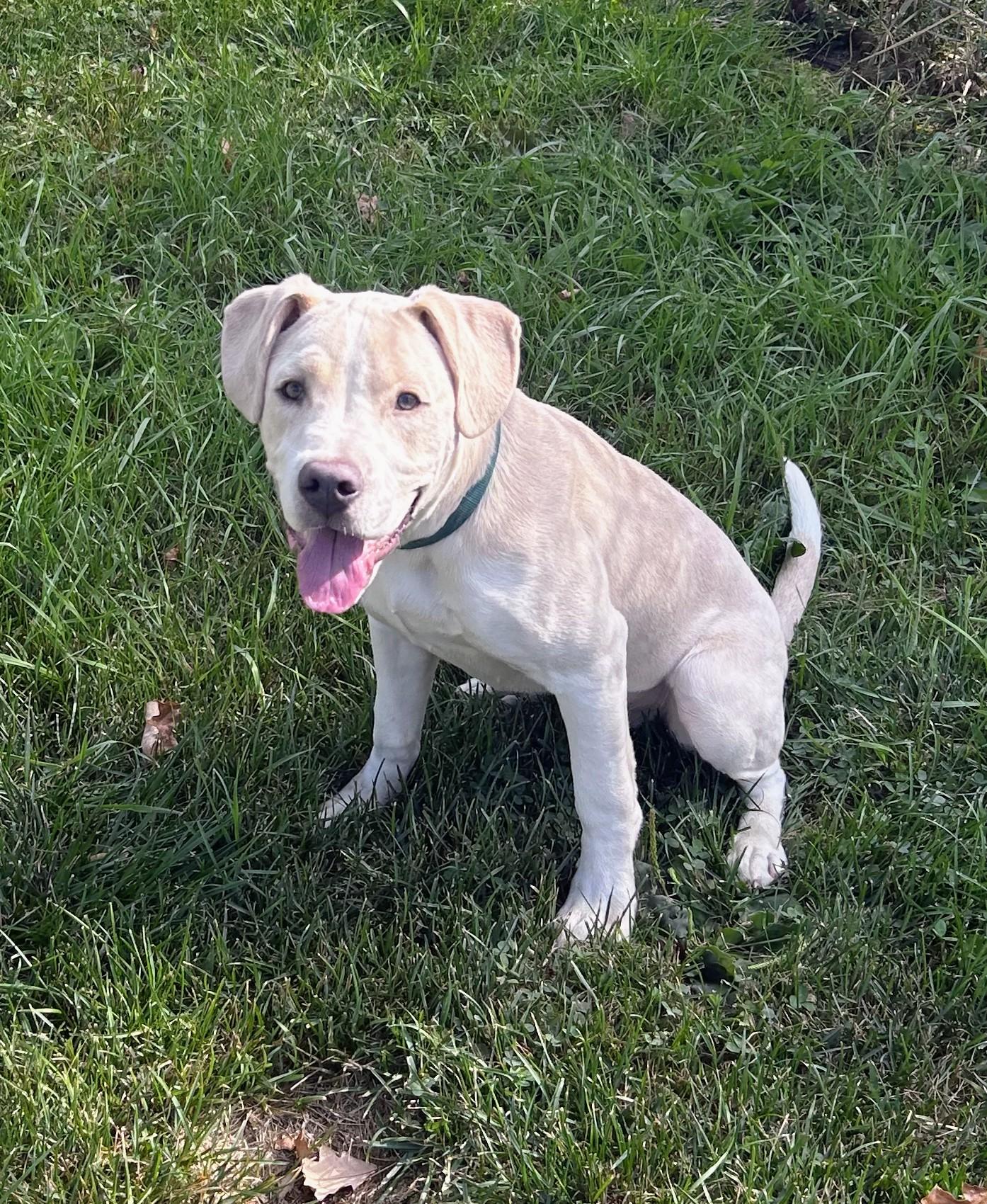 Enlarge Roman, a Adoptable mixed breed in Brainerd, MN image 4/6