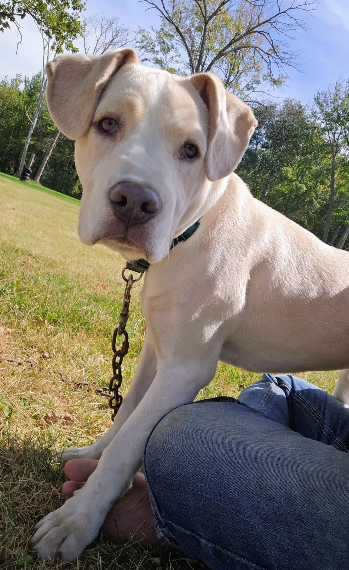 Enlarge Roman, a Adoptable mixed breed in Brainerd, MN image 1/6