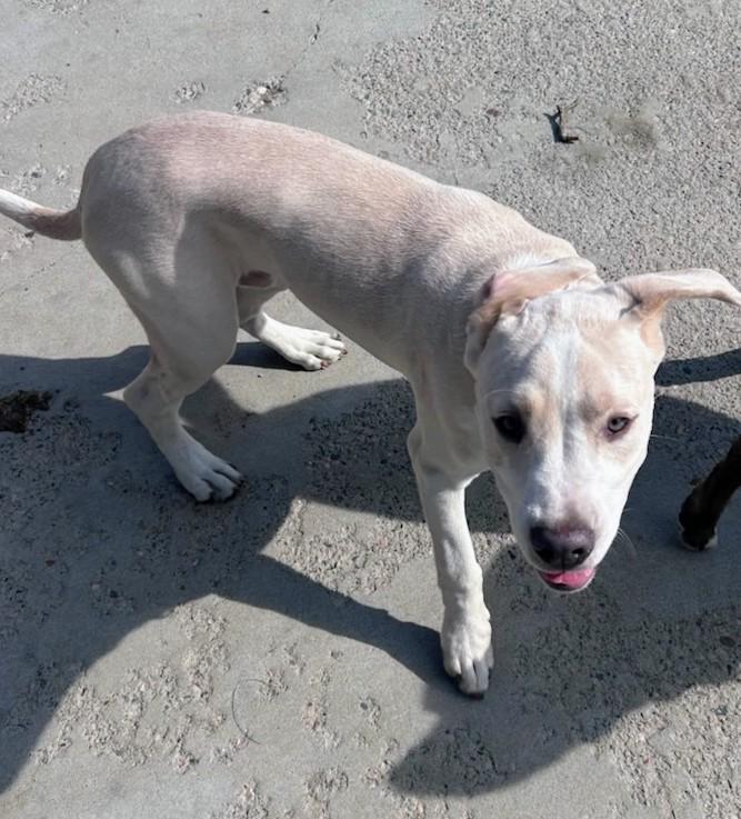 Enlarge Roman, a Adoptable mixed breed in Brainerd, MN image 2/6