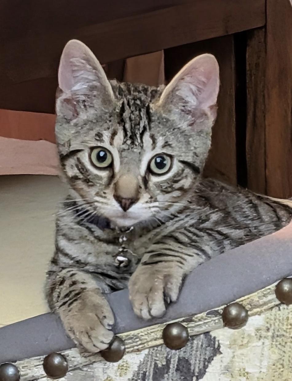 Tigger (sweet& playful), ADOPTABLE, Kitten Male Domestic Short Hair.