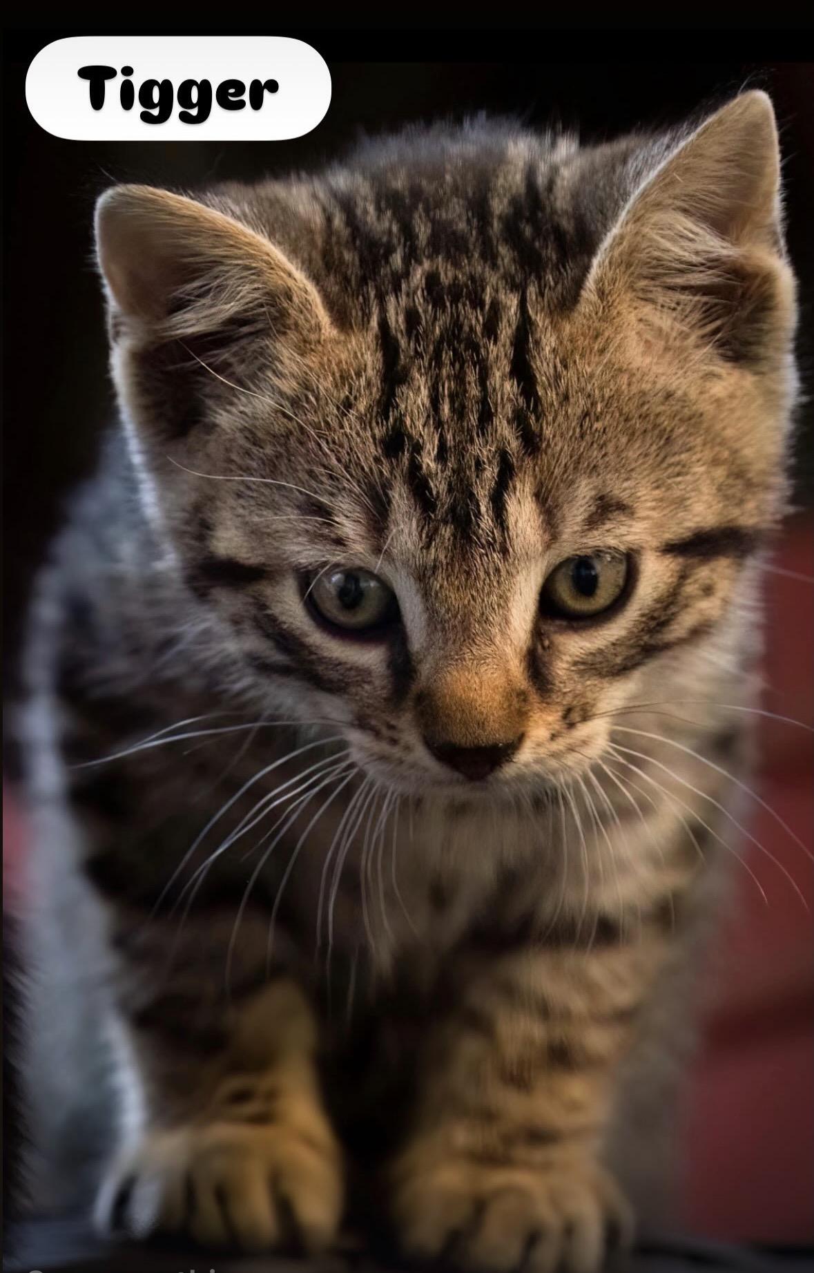 Enlarge Tigger , Houdini, Baby & Sweet Pea kittens, a ADOPTABLE Domestic Short Hair in Staten island, NY image 1/5