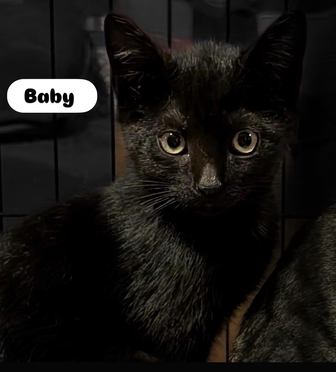 Enlarge Tigger , Houdini, Baby & Sweet Pea kittens, a ADOPTABLE Domestic Short Hair in Staten island, NY image 3/5