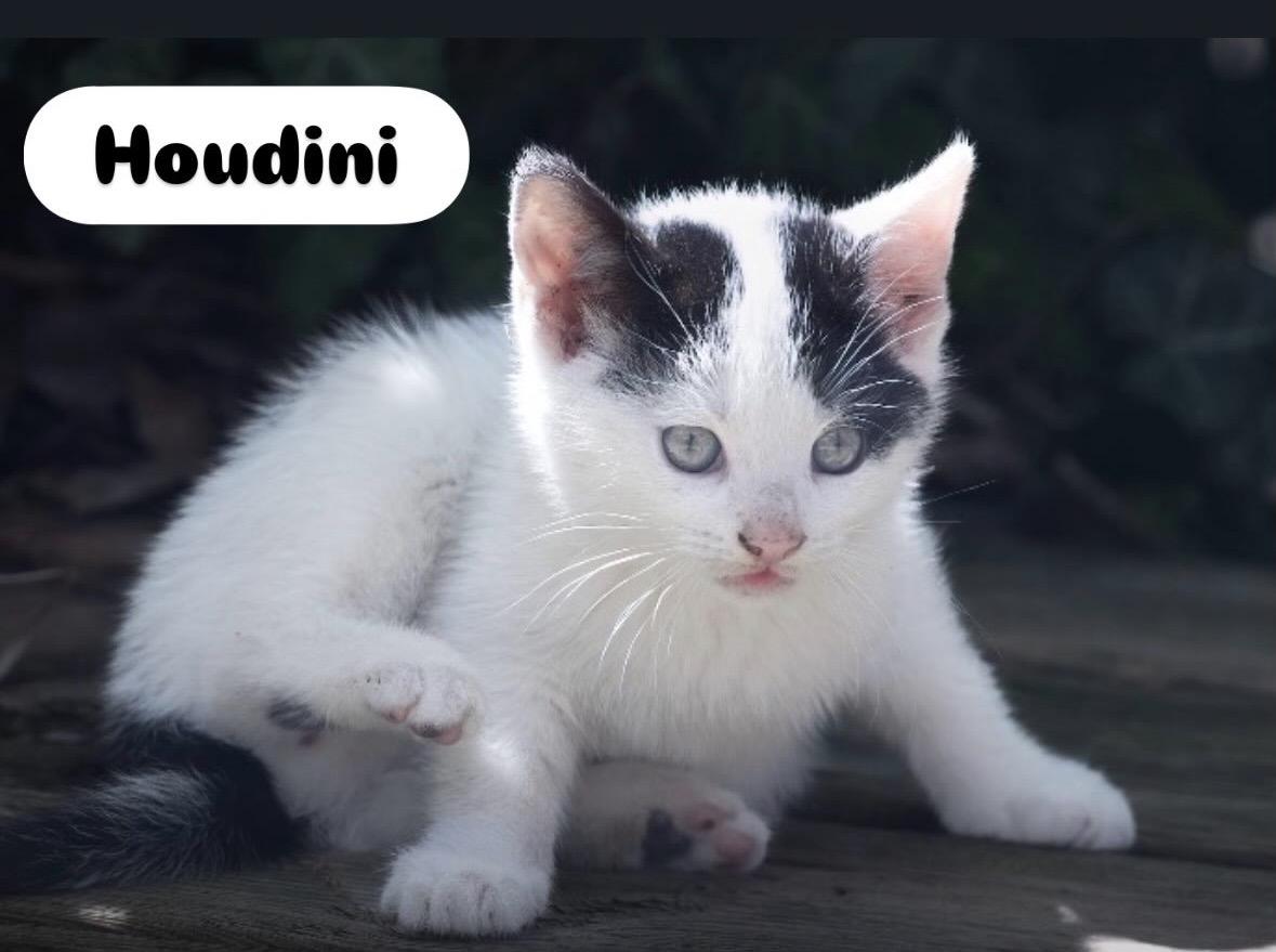 Enlarge Tigger , Houdini, Baby & Sweet Pea kittens, a ADOPTABLE Domestic Short Hair in Staten island, NY image 4/5