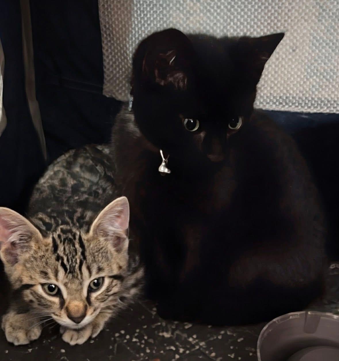 Tigger and Baby ( sweet& playful), a ADOPTABLE Domestic Short Hair in Staten island, NY image 6/6