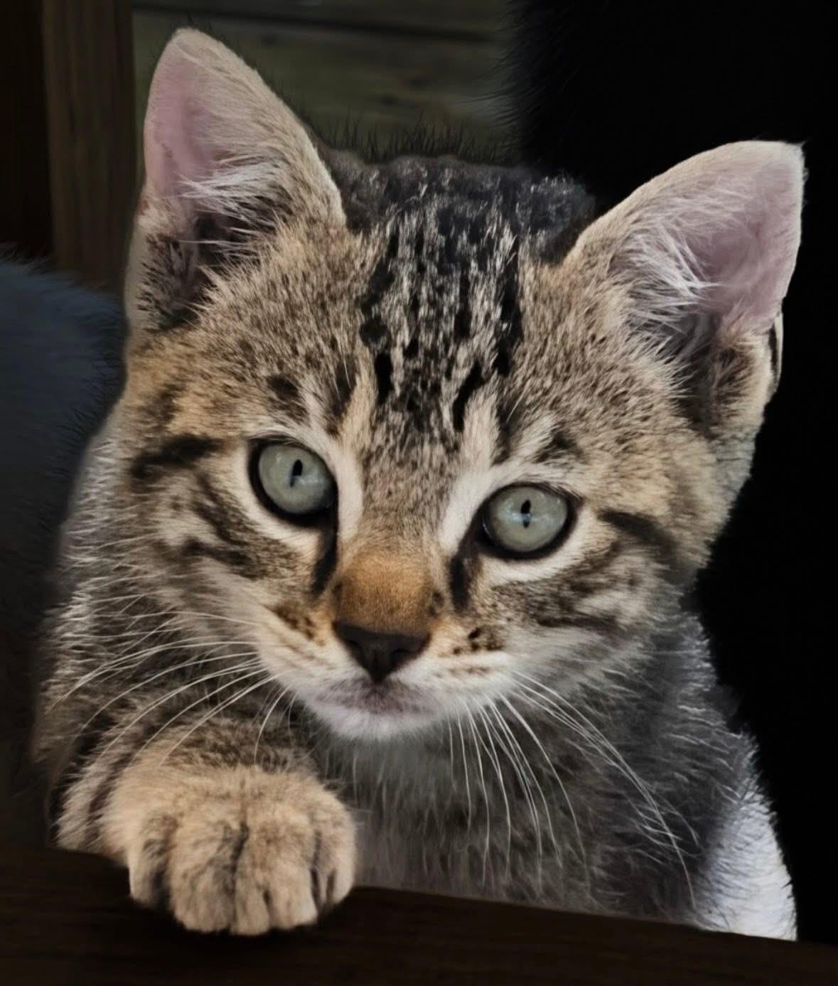 Tigger and Baby ( sweet& playful), a ADOPTABLE Domestic Short Hair in Staten island, NY image 5/6