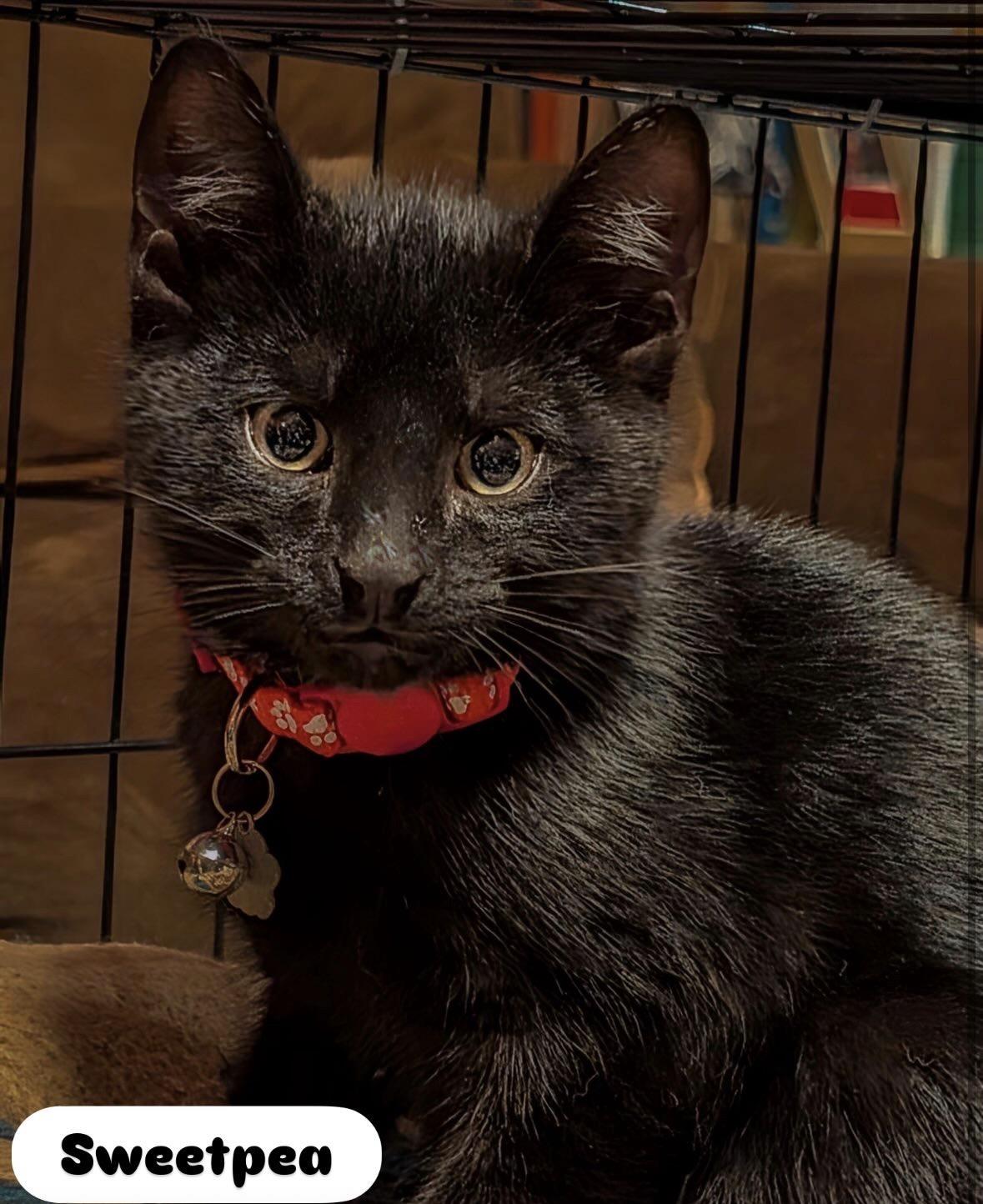 Enlarge Tigger , Houdini, Baby & Sweet Pea kittens, a ADOPTABLE Domestic Short Hair in Staten island, NY image 2/5