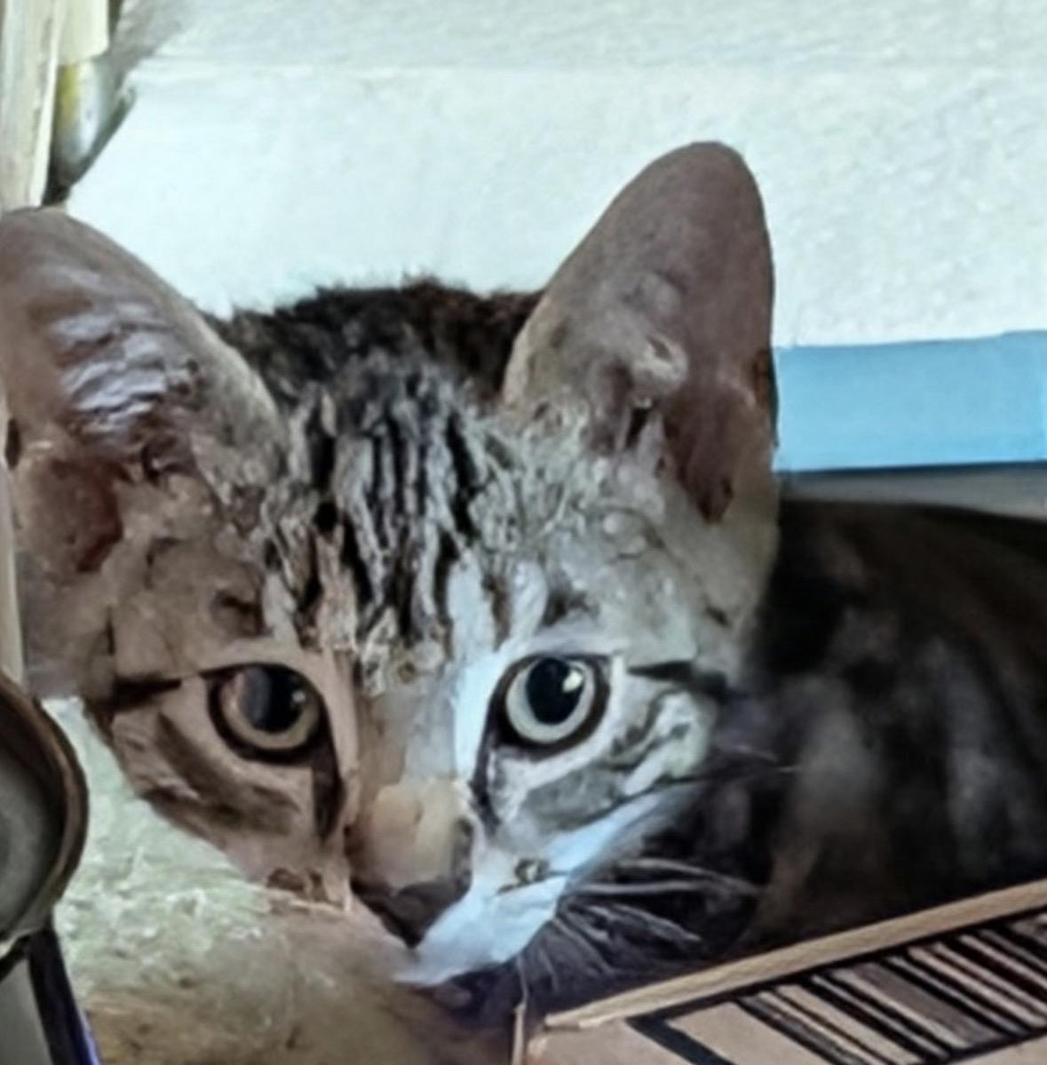 Tigger (sweet& playful), a ADOPTABLE Domestic Short Hair in Staten island, NY image 2/6