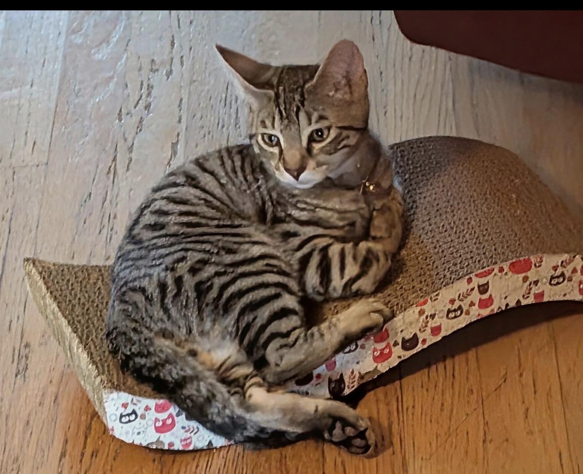 Tigger (sweet& playful), a ADOPTABLE Domestic Short Hair in Staten island, NY image 6/6