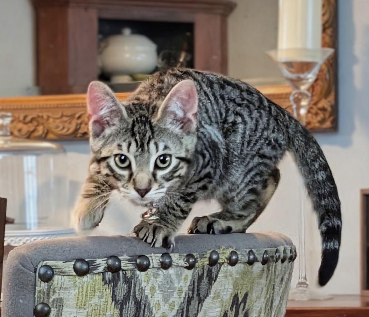 Tigger (sweet& playful), a ADOPTABLE Domestic Short Hair in Staten island, NY image 4/6