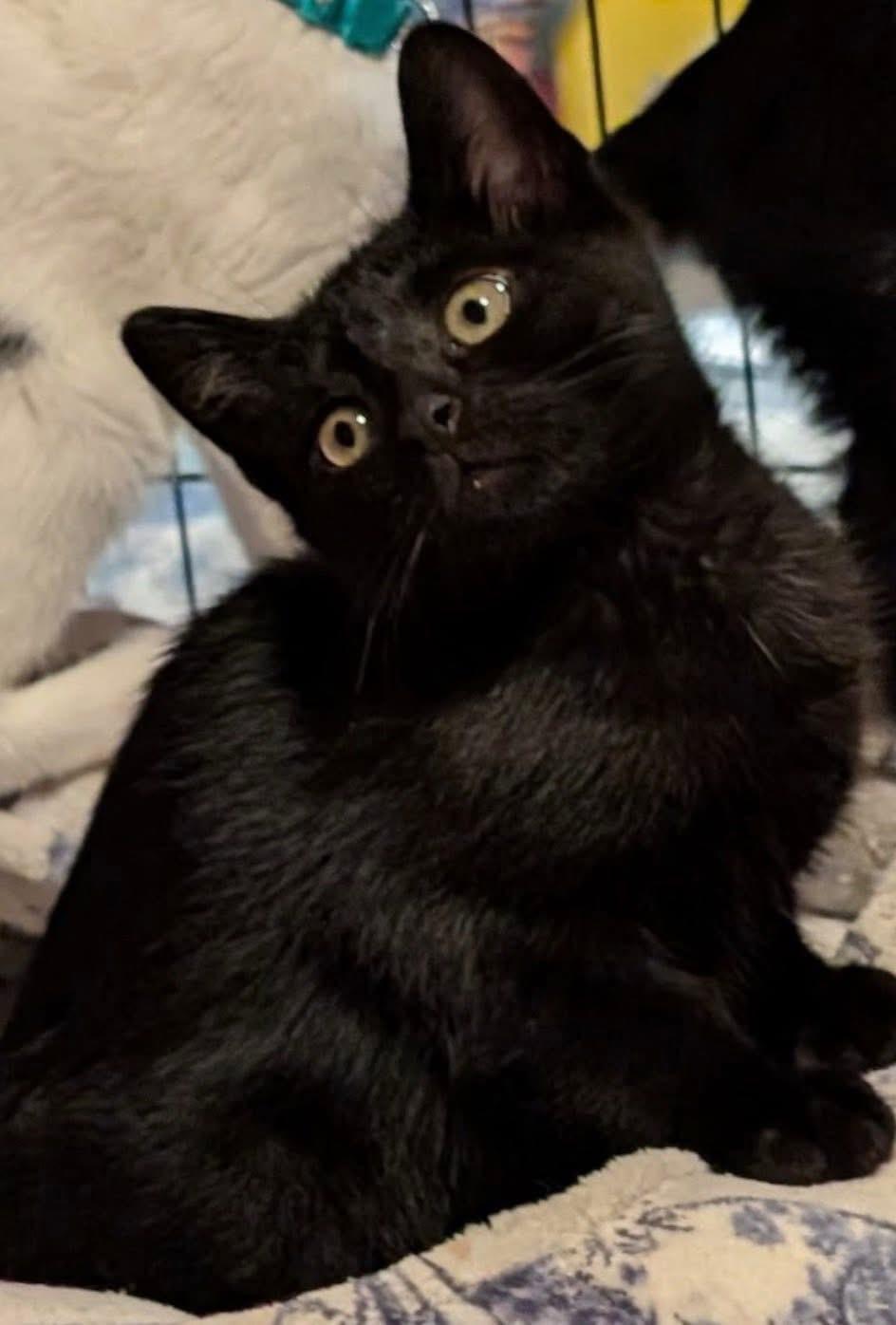 Tigger and Baby ( sweet& playful), a ADOPTABLE Domestic Short Hair in Staten island, NY image 4/6